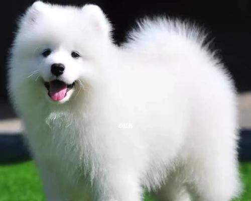 挑选小型狗的好建议（如何选择适合您的小型狗）