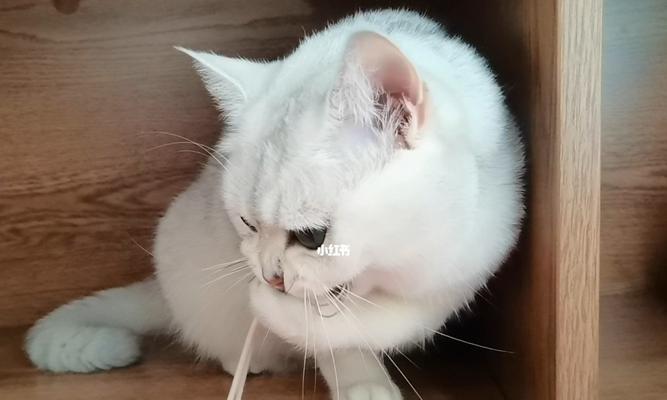 买小猫注意事项（如何成为负责任的宠物主人）