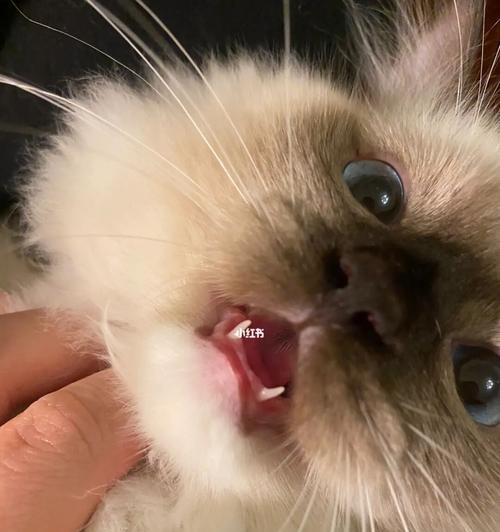 满月小猫的咬人问题（探讨宠物培养中的行为问题）