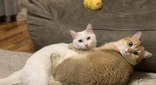 猫不理人的原因（探究宠物猫性格的奥秘）