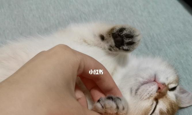 猫的安静之美（探寻猫咪为何能够安静如常）