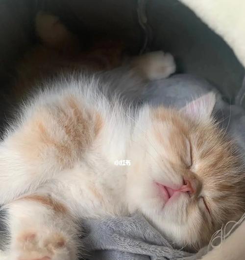 猫的安静之美（探寻猫咪为何能够安静如常）