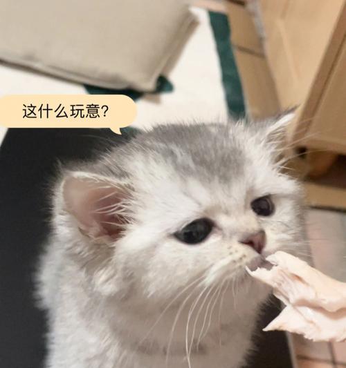 猫吃鸡胸肉的正确方法与注意事项（如何为宠物提供健康的蛋白质来源）