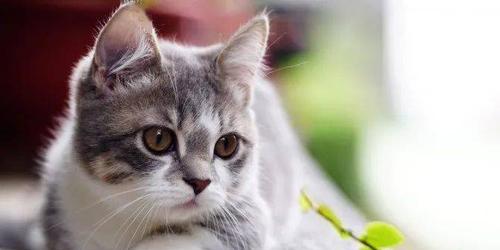 以猫吃什么变哑吧——谨防宠物猫的误食（从鱼骨到植物）