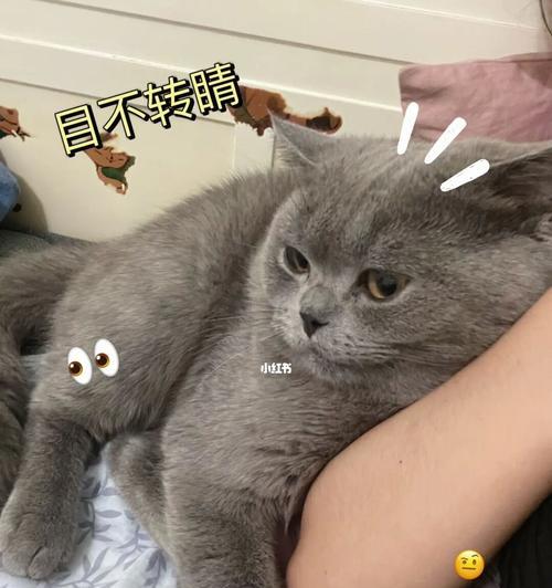 以猫吃什么变哑吧——谨防宠物猫的误食（从鱼骨到植物）