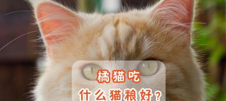 暹罗猫的饮食选择（宠物营养必须知道的15个知识点）