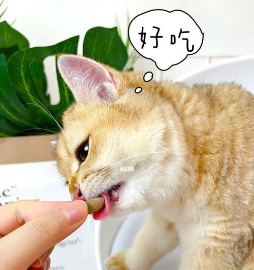 猫感冒了要注意扎什么（宠物主人必看）