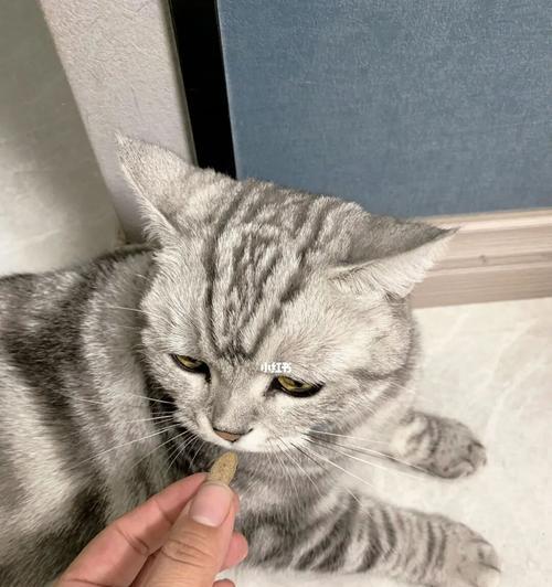 猫感冒了要注意扎什么（宠物主人必看）