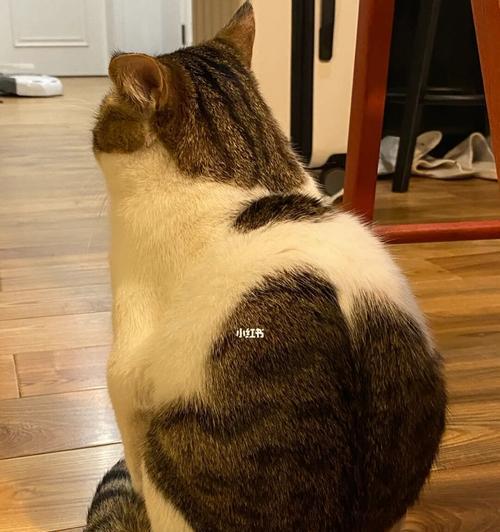 探秘猫咪弓背之谜（以宠物为主）
