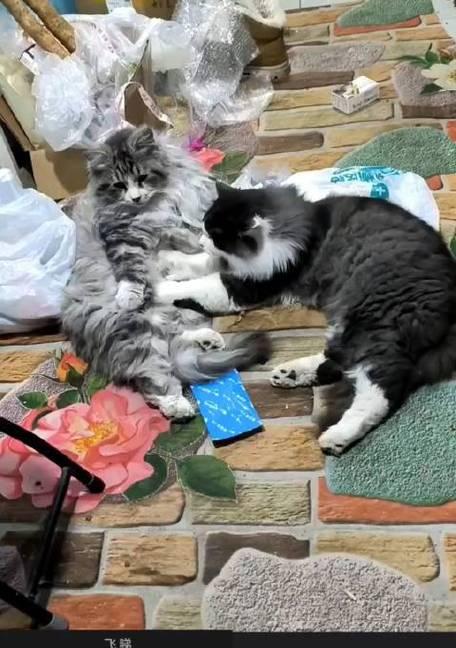 探秘“猫鳞”的真正含义（从宠物角度看待猫鳞）