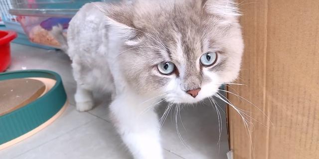 探秘“猫鳞”的真正含义（从宠物角度看待猫鳞）