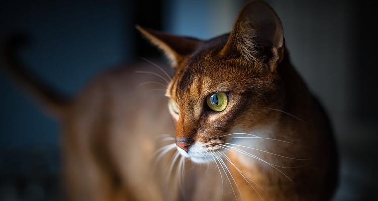 看这里（探秘猫猫咪的体型、毛发、颜色等特点）