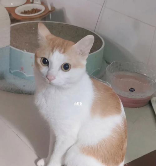 宠物猫的健康饮食指南（以猫平常吃什么好为主）