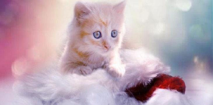 小猫生产的注意事项（从照顾准备到分娩后的护理）
