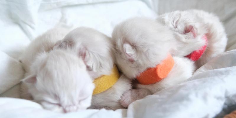 不负责任的养猫行为（以猫生个小猫不管）