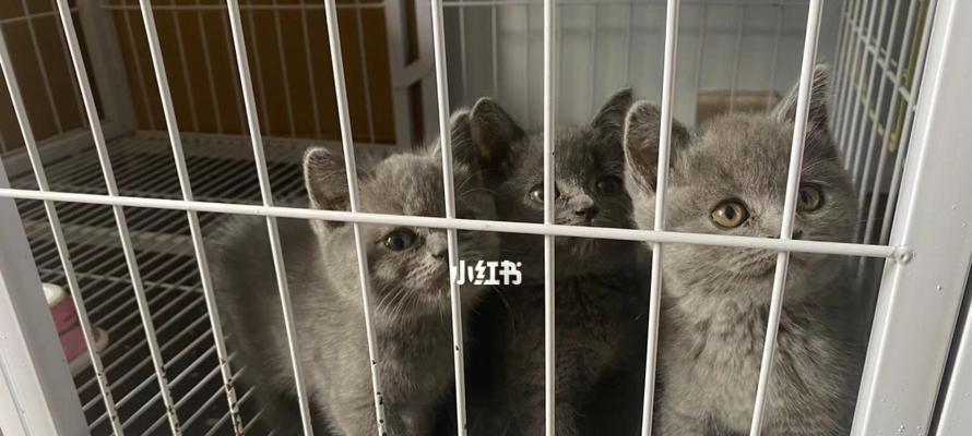 猫的生育周期与产仔时间（详解宠物猫生育过程）