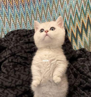 猫的生育周期与产仔时间（详解宠物猫生育过程）