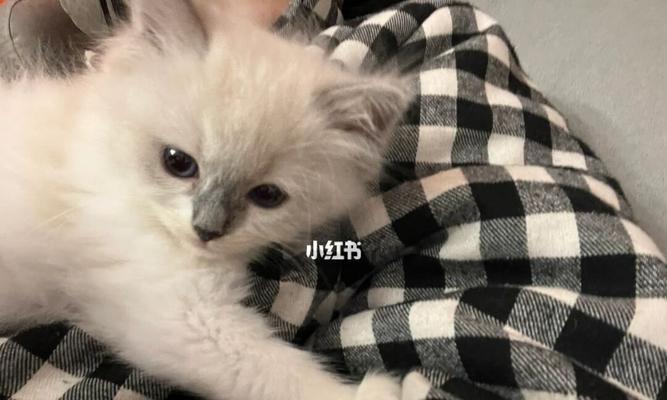 猫的生育周期与产仔时间（详解宠物猫生育过程）