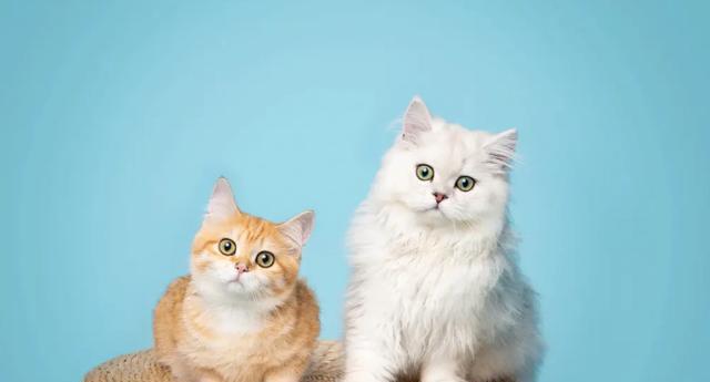 猫咪的饮食之道（为宠物健康负责）