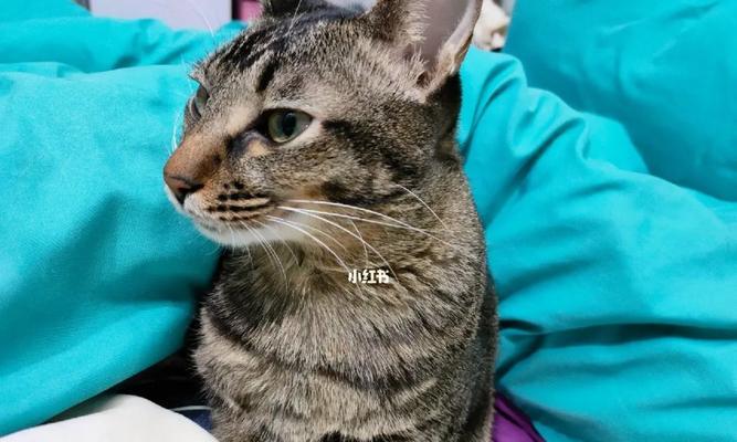 小猫受伤后吃什么药好（针对小猫受伤的药品推荐）