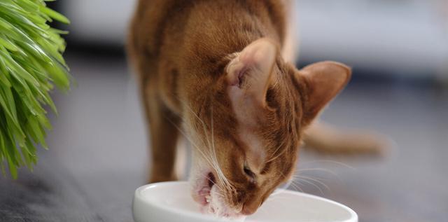 小猫受伤后吃什么药好（针对小猫受伤的药品推荐）