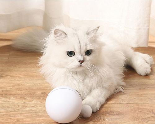 猫咪的玩球习惯（探究猫咪爱玩球的原因与意义）
