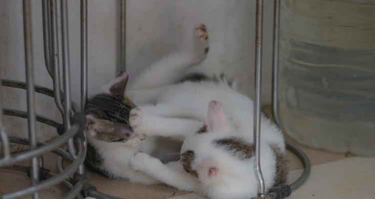 为什么宠物猫会打架（探究宠物猫打架的原因）