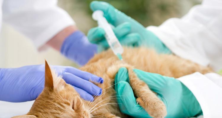 以猫细小传染为何如此严重（探究猫细小的传播途径及防治方法）