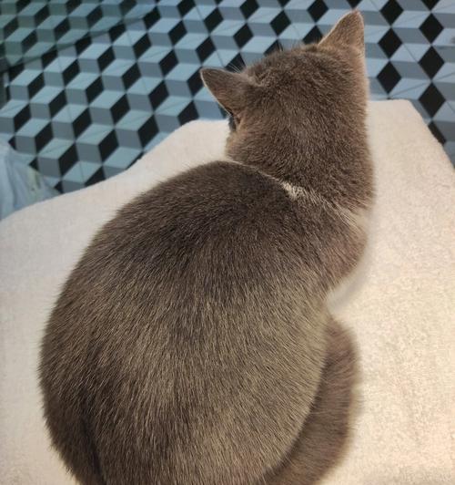 猫油的神奇用途（宠物必备）