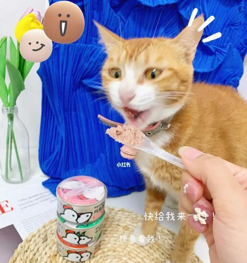 猫咪的饮食（了解猫咪的饮食需求）