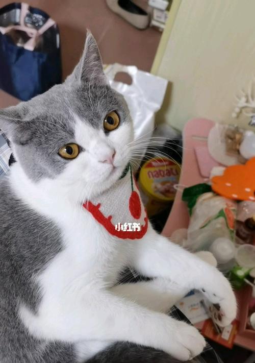 猫咪八个月的调皮冒险记（宠物养成故事）