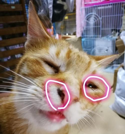 猫咪脓眼屎，是怎么引起的（了解猫咪脓眼屎的成因）