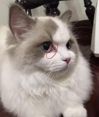 猫咪脓眼屎，是怎么引起的（了解猫咪脓眼屎的成因）