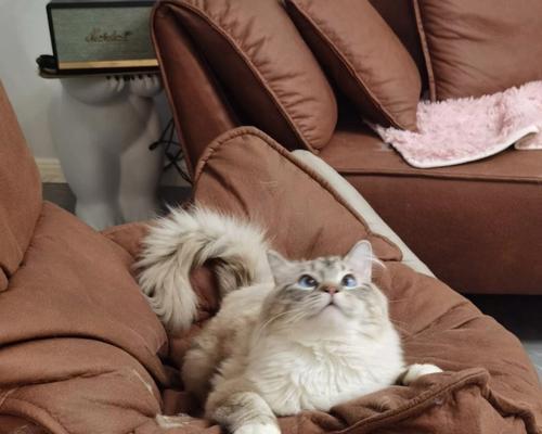 猫咪摆头站不稳，你知道为什么吗（探秘猫咪站不稳的原因与解决方法）