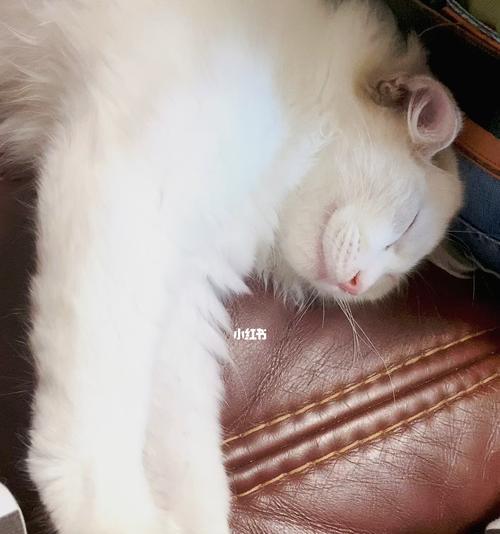 深夜的“踩奶行动”（探究猫咪半夜踩奶的原因与心理）