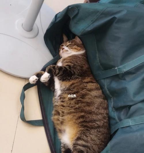 如何识别和处理猫咪背部的肿块（宠物的健康需及时关注）