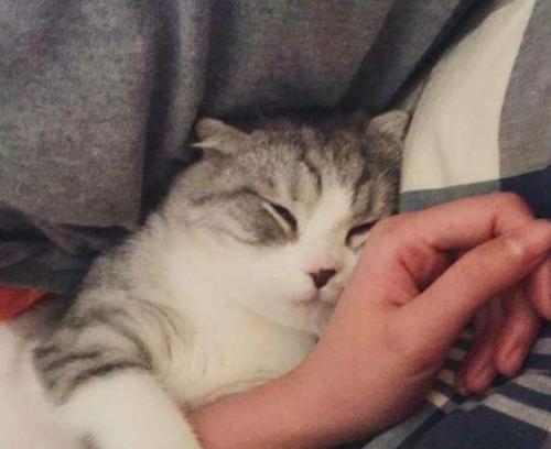 猫咪哭泣，主人该如何应对（理解猫咪情绪）
