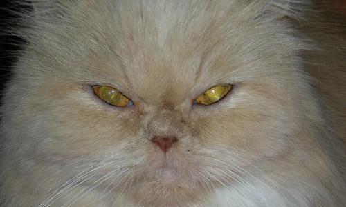 猫咪鼻子烂了怎么办（宠物护理小技巧）