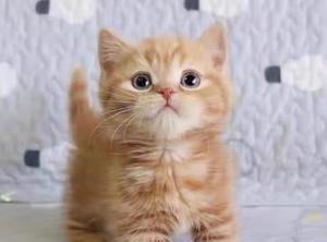 如何控制宠物猫咪的体重（有效的减肥方法和健康饮食规律）