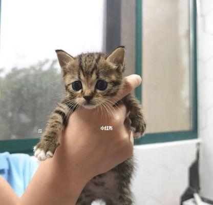 猫咪适应新家的生活（如何让宠物逐步适应新环境）