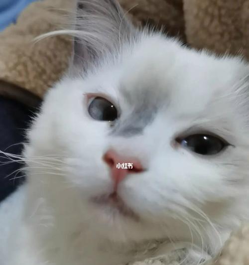 猫咪肠道寄生虫的问题（如何预防和治疗）