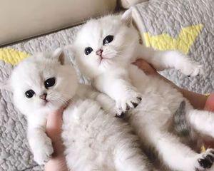 猫咪成年需要多久——探究猫咪的生长发育（从幼猫到成猫——猫咪生长的每个阶段）