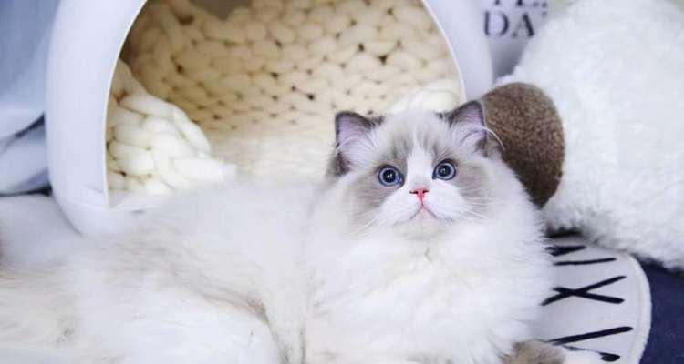 猫咪成年需要多久——探究猫咪的生长发育（从幼猫到成猫——猫咪生长的每个阶段）