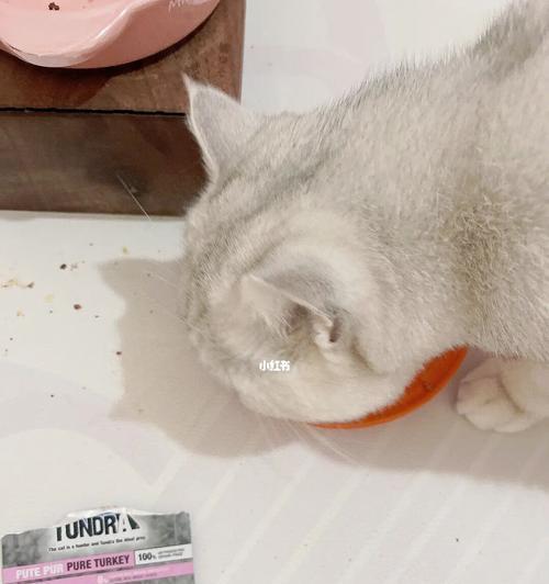 如何让宠物猫咪恢复正常饮食（探究猫咪食欲不振的原因与解决方法）
