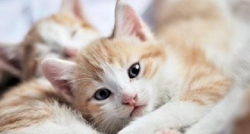 如何让宠物猫咪恢复正常饮食（探究猫咪食欲不振的原因与解决方法）