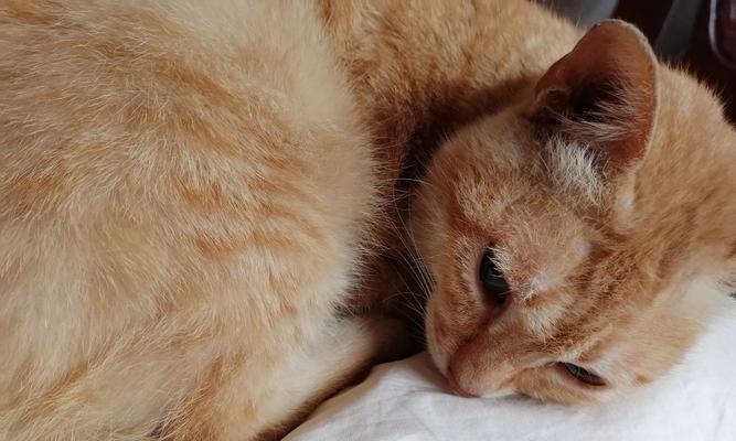 如何处理猫咪喘得很厉害的问题（猫咪喘的原因和症状）