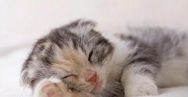 如何处理猫咪喘得很厉害的问题（猫咪喘的原因和症状）