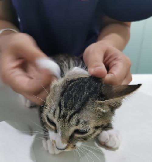 猫咪打疫苗的重要性（保护宠物健康）