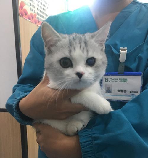 猫咪疫苗接种指南（宠物健康从疫苗开始）