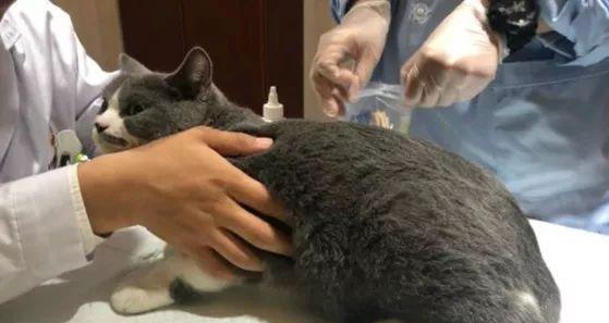 猫咪疫苗接种指南（宠物健康从疫苗开始）